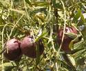 Fruit of the Emu Apple tree